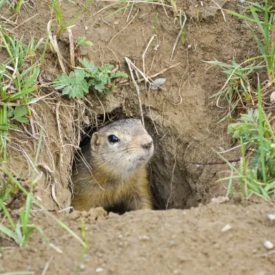 squirrel in hole