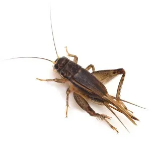 house cricket