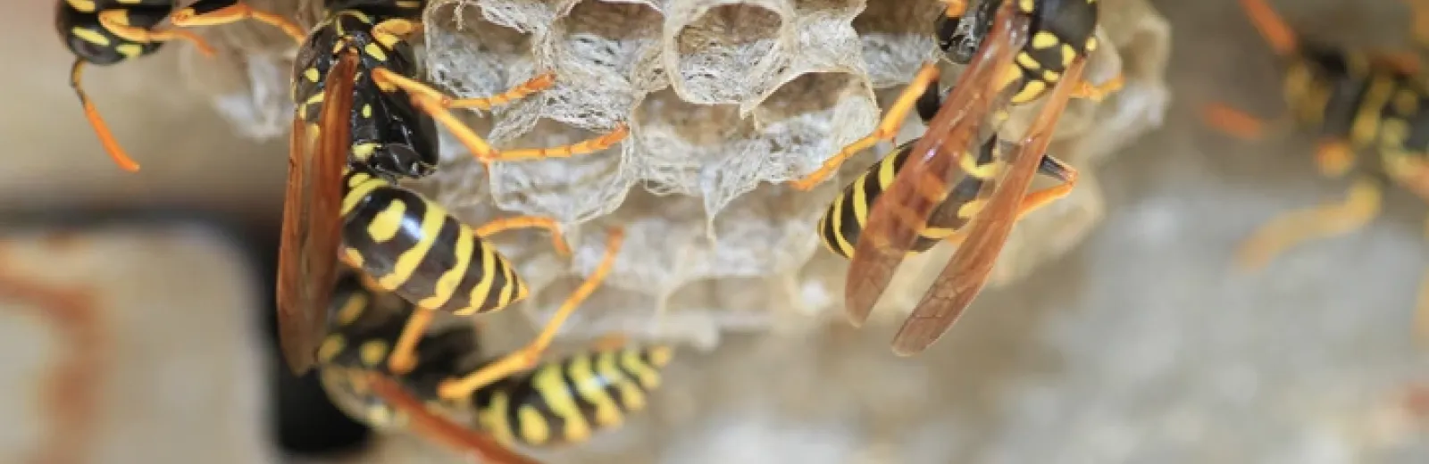 stinging insects