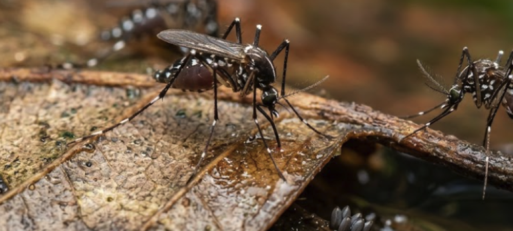 aedes mosquitoes on moist leaf