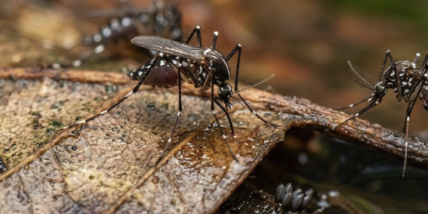 aedes mosquitoes on moist leaf